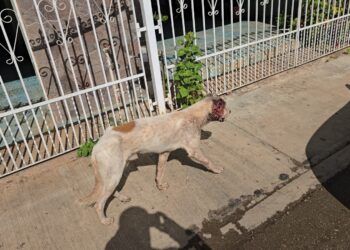 Alerta sanitaria por perro con posible gusano barrenador en José María Morelos
