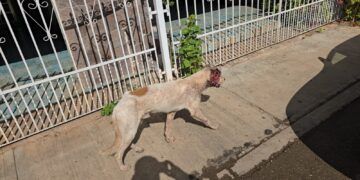 Alerta sanitaria por perro con posible gusano barrenador en José María Morelos
