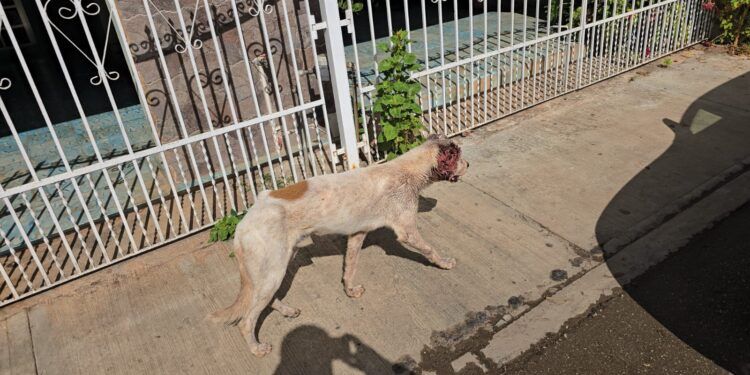 Alerta sanitaria por perro con posible gusano barrenador en José María Morelos