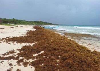Arribo temprano de sargazo en Tulum deja más de 112 toneladas recolectadas en enero
