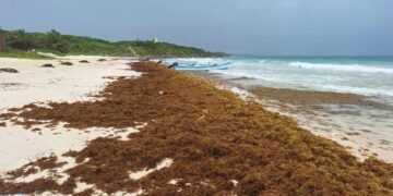 Arribo temprano de sargazo en Tulum deja más de 112 toneladas recolectadas en enero