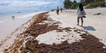 Sargazo se adelanta y golpea a Tulum en plena temporada alta