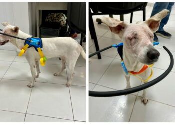 “Tecate”, la perrita que perdió la vista tras ser atropellada dos veces, inicia una nueva oportunidad de vida en Cancún