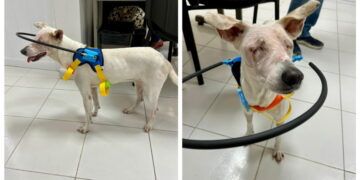 “Tecate”, la perrita que perdió la vista tras ser atropellada dos veces, inicia una nueva oportunidad de vida en Cancún