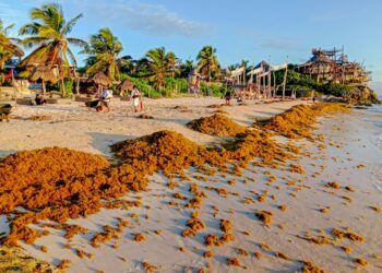 Gobierno de Tulum inicia acciones para atender la temporada de sargazo