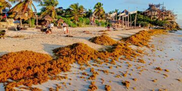 Gobierno de Tulum inicia acciones para atender la temporada de sargazo