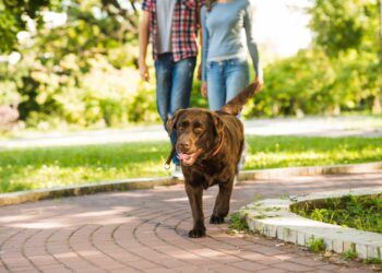 Caminar 30 minutos al día beneficia a tu perro, pero es vital acompañarlo con vacunación y prevención contra parásitos