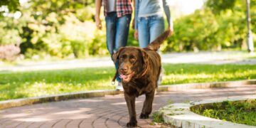 Caminar 30 minutos al día beneficia a tu perro, pero es vital acompañarlo con vacunación y prevención contra parásitos
