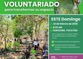 Invitan a participar en Día de Voluntariado en favor de los loros yucatecos