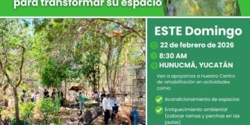 Invitan a participar en Día de Voluntariado en favor de los loros yucatecos