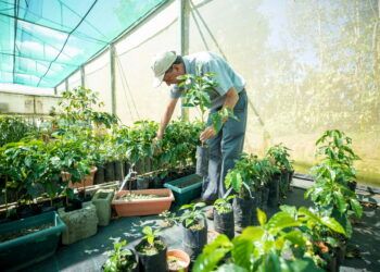 Starbucks dona 100 millones de árboles de café y anuncia 50 millones más para enfrentar el cambio climático