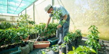 Starbucks dona 100 millones de árboles de café y anuncia 50 millones más para enfrentar el cambio climático