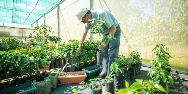 Starbucks dona 100 millones de árboles de café y anuncia 50 millones más para enfrentar el cambio climático