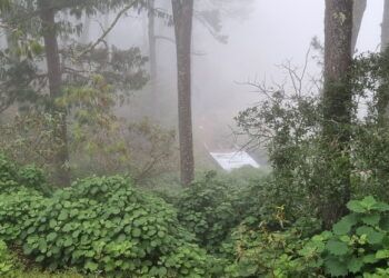 Empresas, gobierno y comunidades logran proteger más de 41 mil hectáreas de bosque en la Sierra Gorda