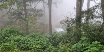 Empresas, gobierno y comunidades logran proteger más de 41 mil hectáreas de bosque en la Sierra Gorda