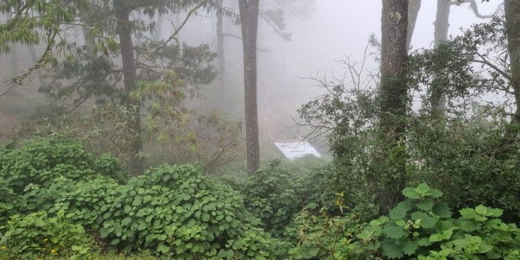 Empresas, gobierno y comunidades logran proteger más de 41 mil hectáreas de bosque en la Sierra Gorda