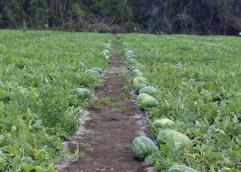Colapsa la producción de sandía en Kancabchén: pérdidas, incertidumbre y sin respuestas claras