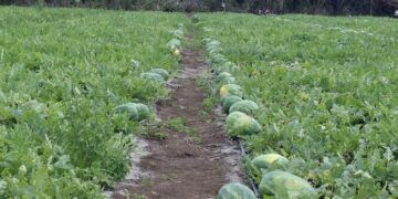 Colapsa la producción de sandía en Kancabchén: pérdidas, incertidumbre y sin respuestas claras