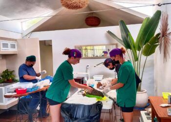 Impulsan jornada de esterilización en Macario Gómez; registran 150 mascotas