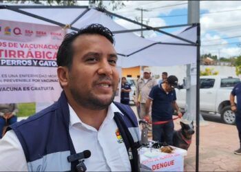 Hasta 40% de perros en la calle: crece crisis sanitaria en la Zona Maya sin estrategia efectiva