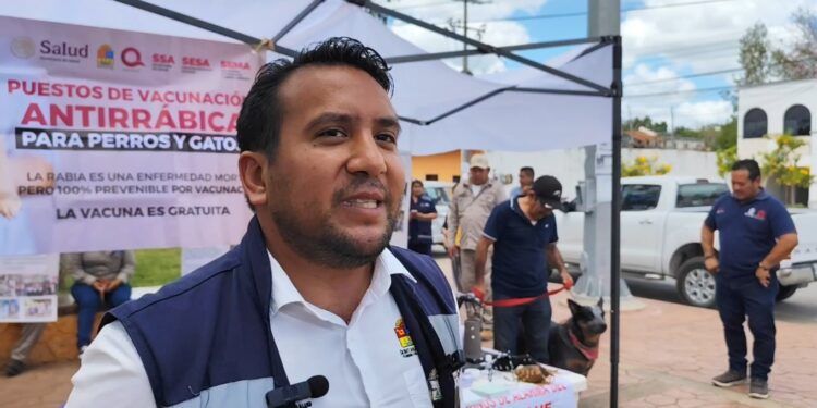 Hasta 40% de perros en la calle: crece crisis sanitaria en la Zona Maya sin estrategia efectiva