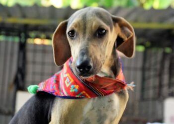 Dales una segunda vida: adopta y transforma el destino de un animal rescatado en Chetumal