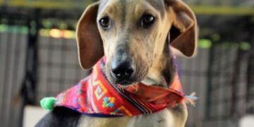 Dales una segunda vida: adopta y transforma el destino de un animal rescatado en Chetumal
