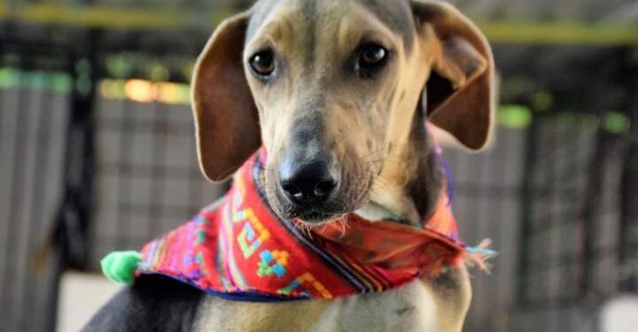 Dales una segunda vida: adopta y transforma el destino de un animal rescatado en Chetumal