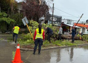 Atienden caída de árbol en Chetumal tras lluvias; activan brigadas por encharcamientos