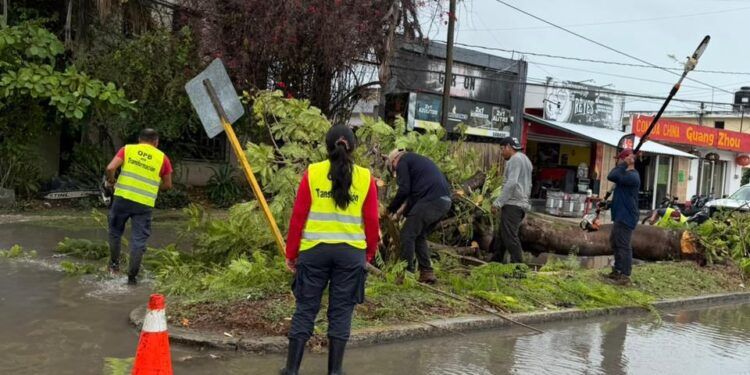 Atienden caída de árbol en Chetumal tras lluvias; activan brigadas por encharcamientos