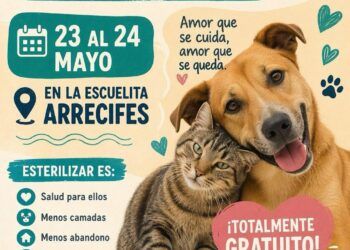 Impulsan campaña gratuita de esterilización en Tulum para reducir abandono de mascotas