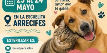 Impulsan campaña gratuita de esterilización en Tulum para reducir abandono de mascotas