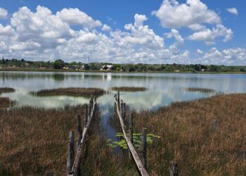 Disminuye presencia de cocodrilos en la laguna de Cobá