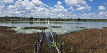 Disminuye presencia de cocodrilos en la laguna de Cobá