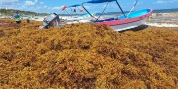 Tulum supera las mil toneladas de sargazo en 2026; arribo se adelanta y presiona a autoridades
