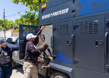 Rescatan perros en condiciones de abandono; Estefanía Mercado encabeza operativo en Playa del Carmen