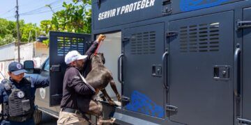 Rescatan perros en condiciones de abandono; Estefanía Mercado encabeza operativo en Playa del Carmen
