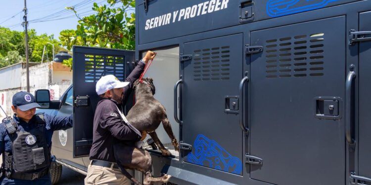 Rescatan perros en condiciones de abandono; Estefanía Mercado encabeza operativo en Playa del Carmen