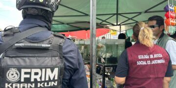 Rescatan cocodrilo y especies exóticas en tianguis de Cancún; operaban de forma ilegal