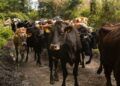 MSD Salud Animal presenta nuevas soluciones contra el gusano barrenador ante crisis ganadera en México
