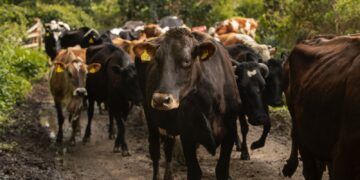 MSD Salud Animal presenta nuevas soluciones contra el gusano barrenador ante crisis ganadera en México