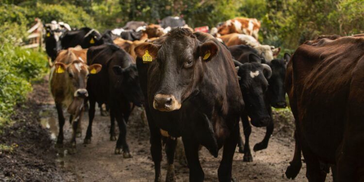 MSD Salud Animal presenta nuevas soluciones contra el gusano barrenador ante crisis ganadera en México