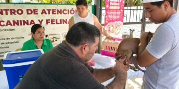 Vacunan a más de 300 mascotas en Chetumal durante arranque de campaña antirrábica
