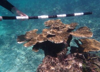 Esculturas en el fondo del mar que salvarán arrecifes: así funciona el proyecto para recuperar corales del Caribe