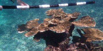 Esculturas en el fondo del mar que salvarán arrecifes: así funciona el proyecto para recuperar corales del Caribe