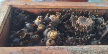 Mercado limitado frena crecimiento de la miel melipona en Quintana Roo