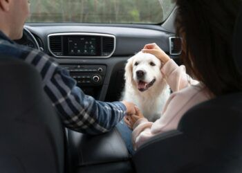 Viajar con mascotas crecerá rumbo al evento de fútbol más importante del mundo, pero 42% teme por su bienestar