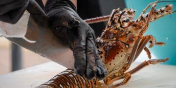 Caída en captura de langosta complica panorama para pescadores de Tulum