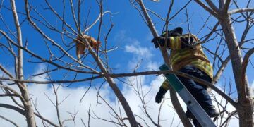 Gatito vive final feliz tras quedar atrapado en árbol de Tulum