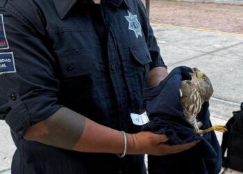 Rescatan en Tulum a joven gavilán tras caer presuntamente de su nido